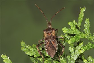 A Western conifer seed bug (Leptoglossus occidentalis) sitting on the branch of a thuja hedge,