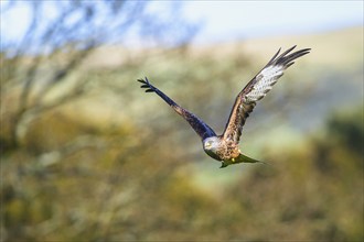 Red Kite, Milvus milvus, bird in flight