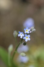 Field forget-me-not, field forget-me-not (Myosotis arvensis), flowers, on a wild field, Wilnsdorf,