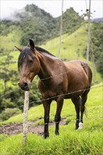 Horse at pasture fence, Cocora Valley, Salento, Quindio, Colombia, South America