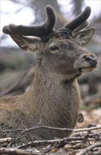 Red deer (Cervus elaphus) portrait, growing velvet antlers, Allgäu, Bavaria, Germany, Allgäu,