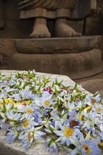 Lotus blossoms as offerings, behind the feet of the Avukana Buddha statue, Central Province, Sri