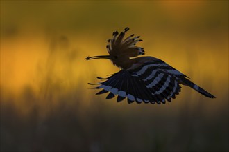 Hoopoe (Upupa epops) Bird of the Year 2022, with beetle as prey for the young bird, erect cap,