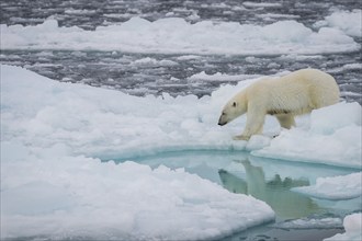 Polar bear (Ursus maritimus) on the pack ice at 82 degrees north reflected in the water, Svalbard