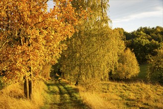 Autumn in the Gebergrund near Rippien. Professor Banzer from the Dresden Art Academy once painted