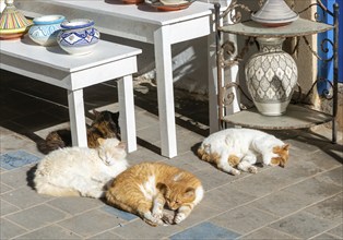 Sleeping cats on street outside craft shop, Essaouira, Morocco, north Africa, Africa