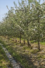 Orchard of Malus domestica, Apple trees with white flower blossoms in spring, Quebec, Canada, North