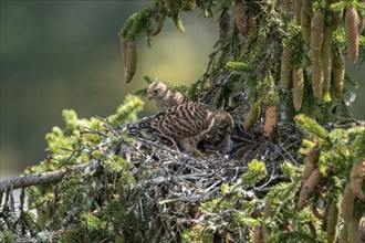 Common kestrel (Falco tinnunculus), young bird not yet able to fly in the nest, eating a mouse,