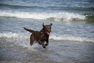 A Labrador Retriever plays in the shallow Baltic Sea water, Wustrow, Mecklenburg-Western Pomerania,