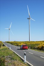 Green renewable alternative energy in Portugal, wind generator turbines among Cytisus flower shrubs