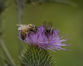 Plant, flower, thistle, thistle, Cirsium, insect, bee, honeybee, Apis mellifera, nature, summer