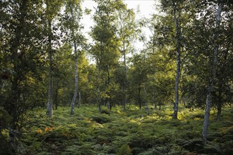 The sun rises shortly after sunrise in a forest densely overgrown with ferns near Born am Darß.