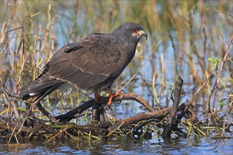 Snail kite (Rostrhamus sociabilis), Lake Kissimmee, Osceola County, Florida, USA, North America