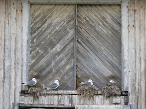 Black-legged kittiwake (Rissa tridactyla), breeding birds on nests, built on fishing harbour