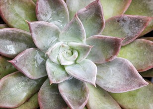 Beautiful succulent plant in greenhouse. Closeup, floral patterns, selective focus