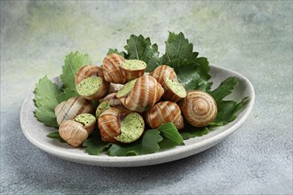 Grape snails, stuffed in burgundy, french cuisine