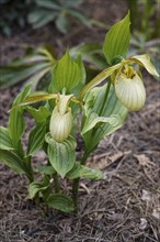 Beautiful orchids of different colors on green background in the garden. Lady's-slipper hybrids.