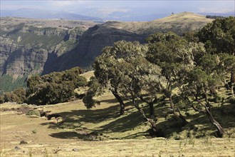 In the highlands of Abyssinia, in the Semien Mountains, landscape in Semien Mountains National