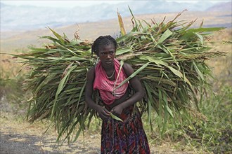 South Ethiopia, farmer's woman, woman of the Konso tribe, Konso woman carrying bundles of maize on