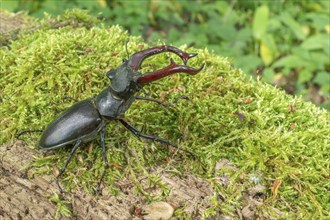 Male Raven Kite (Lucanus cervus) on the trunk of a dead tree in the forest in spring. Bas Rhin