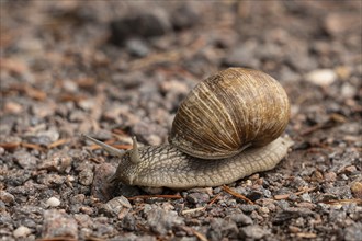 Nature, Animal, Snail