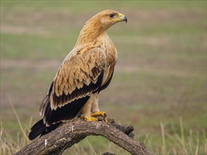 Spanish imperial eagle (Aquila adalberti), El Millaron Imperial Eagle Hid, Salorino, Extremadura