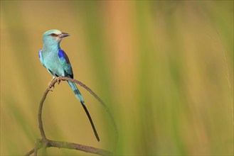 Abyssinian roller (Coracias abyssinica), Kuntaur rice fields, Kuntaur, South Bank, Gambia, Africa