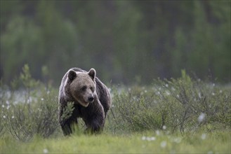 Brown bear (Ursus arctos) in the Finnish taiga, Kuusamo, Finland, Europe