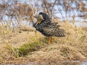 Ruff (Calidris pugnax) male in breeding plumage at lek, resting after displaying, Pokka, Finnish