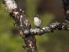 European Pied Flycatcher (Ficedula hypoleuca) male perched on branch singing, May, Finnish Lapland