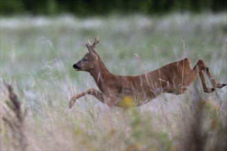 Roebuck in summer, leaf time, Wittlich, Rhineland-Palatinate, Germany, Europe