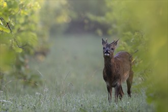 Roebuck in summer, leaf time, Wittlich, Rhineland-Palatinate, Germany, Europe