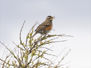 Redwing (Turdus iliacus), perched on willow bush singing, May, Varanger National Park, Varanger