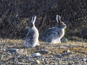 Mountain Hare (Lepus timidus), two animals alert in river bed, moulting from winter into its summer