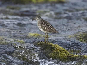 Wood Sandpiper (Tringa glareola), adult, standing on a stone in a stream, calling, Finmark, Norway,