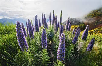 Madeira landscape with flowers Pride of Madeira flowers and blooming Cytisus shrubs and mountains