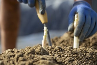 Asparagus harvest in the Palatinate