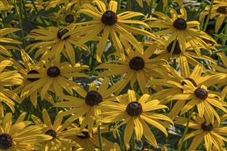 Coneflower (Rudbeckia), Palatinate, Rhineland-Palatinate, Germany, Europe