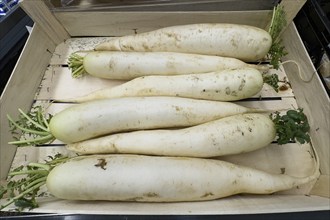 Six stalks of White Radish (Raphanus) Japanese Radish Daikon unprocessed raw in wooden crate in