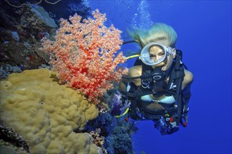 Diver Diver looking at soft coral (Dendronephthya) on reef wall drop off of colourful coral reef,