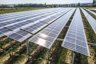 Agri-photovoltaic test plant, an apple orchard with two different systems of PV modules was roofed