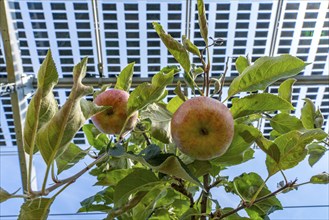 Agri-photovoltaic test plant, an apple tree plantation with two different systems of PV modules was