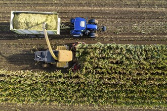 Maize harvest, combine harvester, chopper works its way through a maize field, the silage is pumped