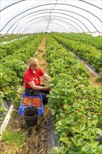 Harvesting strawberries, harvest helper, strawberry cultivation in the open field, under a foil