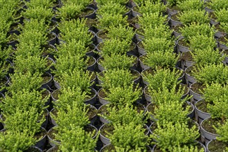 Horticultural business, broom heather plants, in flower pots, outdoors, Calluna vulgaris, North