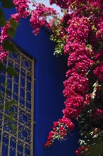 Majorelle Garden, botany, bougainvillea, flora, plant, botany, flower, tropical, climate,