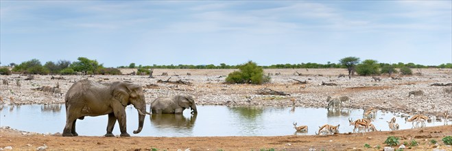 Elephants (Loxodonta africana), plains zebras (Equus quagga) and springbok antelopes (antidorcas),