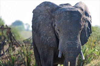 Elephant (Loxodonta africana), frontal, whole, safari, tourism, travel, Savuti region, Chobe