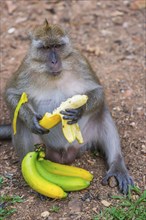 Monkey with banana in temple Wat Sok Tham, macaque, mammal, gazing, gazing, wild, free-living,