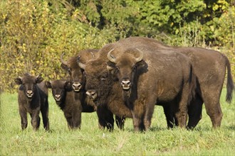 Bison, bison, group, (Bison bosanus), family, several